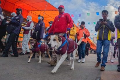 Angelino Carnavalero rescatado y adoptado por el Gobierno Autónomo Municipal de Oruro