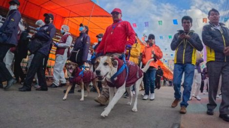 Angelino Carnavalero rescatado y adoptado por el Gobierno Autónomo Municipal de Oruro