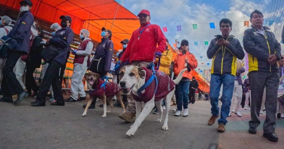 Angelino Carnavalero rescatado y adoptado por el Gobierno Autónomo Municipal de Oruro