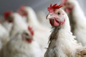 Vacunas contra la gripe aviar anunciadas por el Gobierno