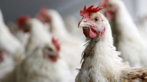 Vacunas contra la gripe aviar anunciadas por el Gobierno