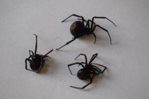 Arañas viudas negras halladas en la estación de trenes
