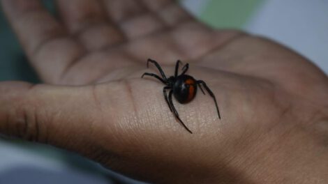 Eliminar viudas negras con insecticidas provoca desequilibrio del ecosistema