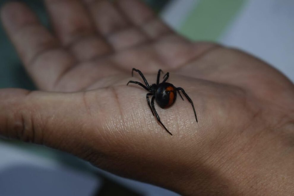 Eliminar viudas negras con insecticidas provoca desequilibrio del ecosistema