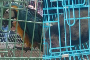 Rescatan animales exóticos en Cochabamba