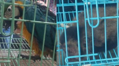 Rescatan animales exóticos en Cochabamba