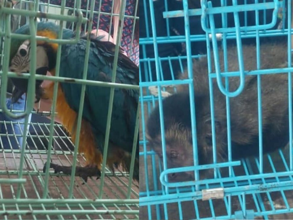 Rescatan animales exóticos en Cochabamba