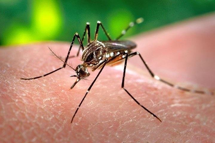 Casos de dengue en Oruro