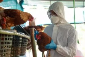 Gripe aviar en Chile afecta aves domésticas y silvestres