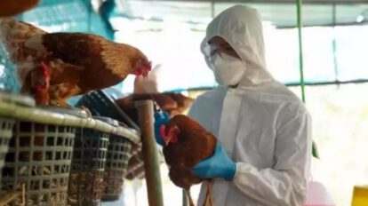 Gripe aviar en Chile afecta aves domésticas y silvestres