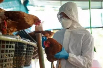 Gripe aviar en Chile afecta aves domésticas y silvestres