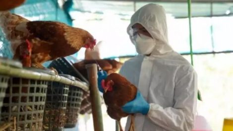 Gripe aviar en Chile afecta aves domésticas y silvestres