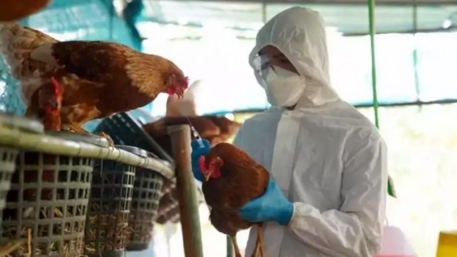 Gripe aviar en Chile afecta aves domésticas y silvestres