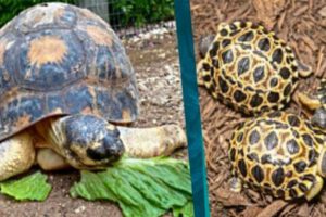 Tortuga en peligro de extinción Mr. Pickles procrea tres tortugas bebés