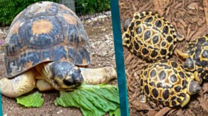 Tortuga en peligro de extinción Mr. Pickles procrea tres tortugas bebés