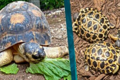 Tortuga en peligro de extinción Mr. Pickles procrea tres tortugas bebés
