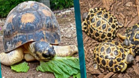 Tortuga en peligro de extinción Mr. Pickles procrea tres tortugas bebés