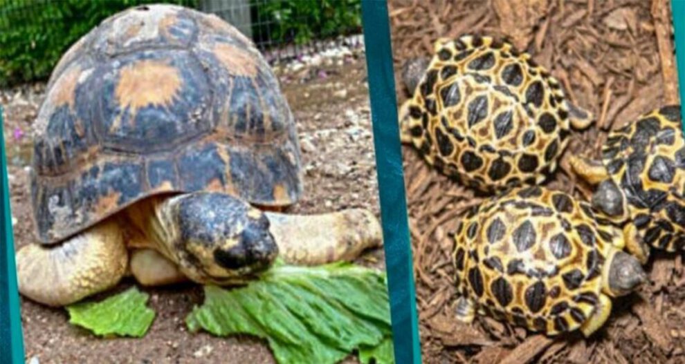 Tortuga en peligro de extinción Mr. Pickles procrea tres tortugas bebés