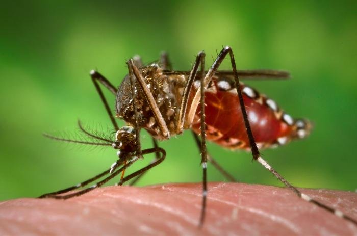Fiebre amarilla en Bolivia