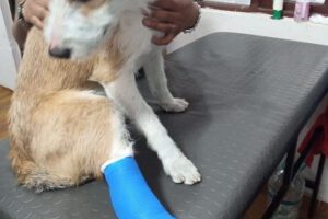 Maltrato animal en Oruro