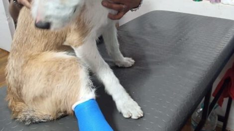 Maltrato animal en Oruro