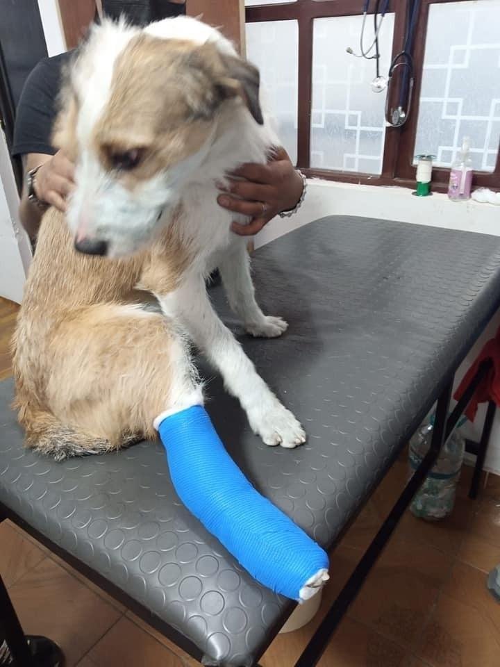 Maltrato animal en Oruro