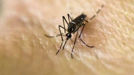 Dengue en Santa Cruz
