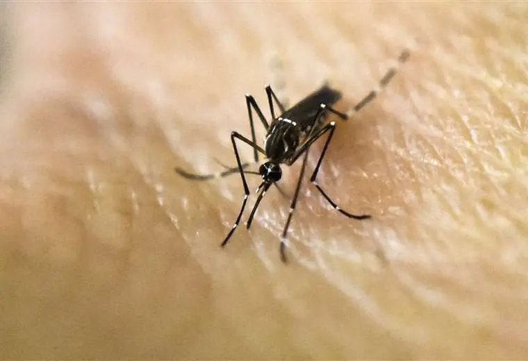 Dengue en Santa Cruz