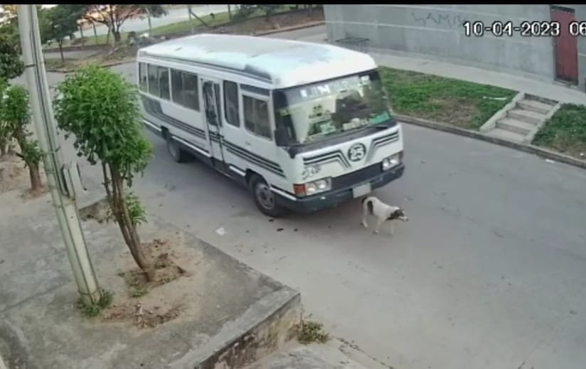 Aprehenden a micrero tras atropellar un can
