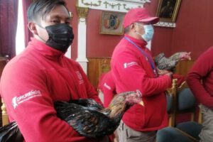 Gallos rescatados de pelea ilegal