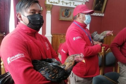 Gallos rescatados de pelea ilegal