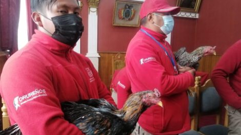 Gallos rescatados de pelea ilegal