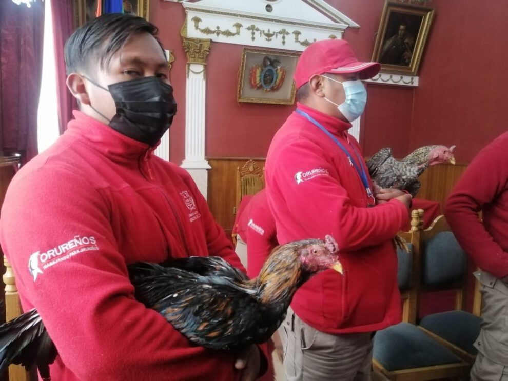 Gallos rescatados de pelea ilegal
