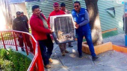 Rescate de zorrito en vivienda particular