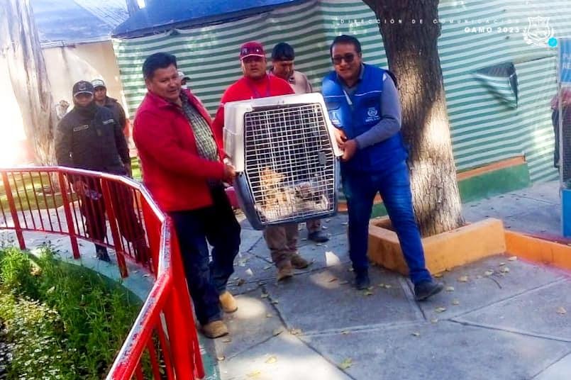 Rescate de zorrito en vivienda particular