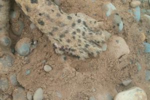 jaguar muerto por arma de fuego en un río amazónico de Bolivia