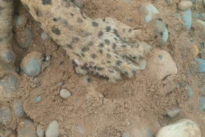 jaguar muerto por arma de fuego en un río amazónico de Bolivia