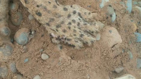 jaguar muerto por arma de fuego en un río amazónico de Bolivia