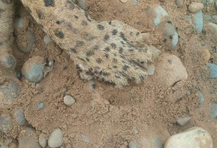 jaguar muerto por arma de fuego en un río amazónico de Bolivia