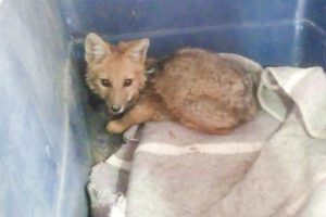 Zorrito rescatado amaestrado como un can