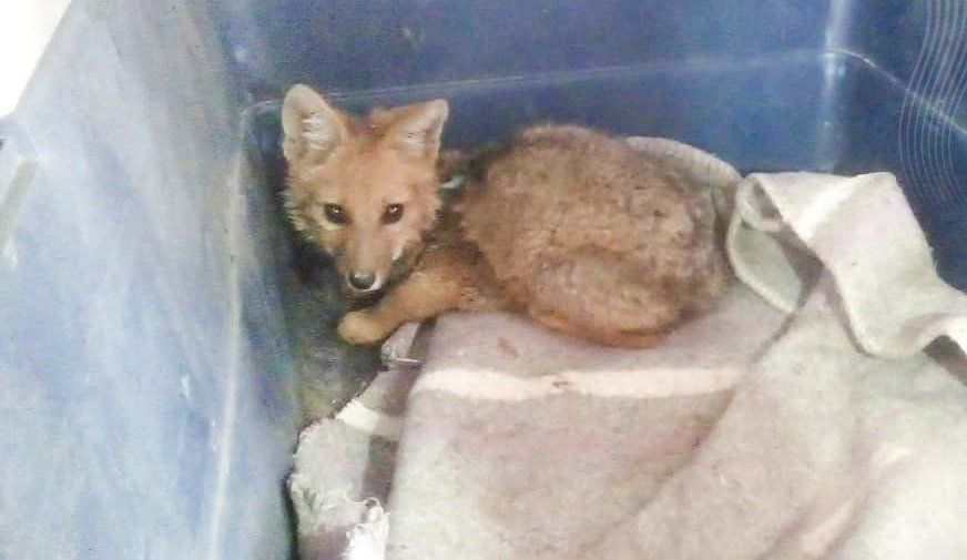 Zorrito rescatado amaestrado como un can