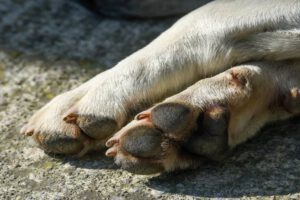 Aprehensión por biocidio de un Husky