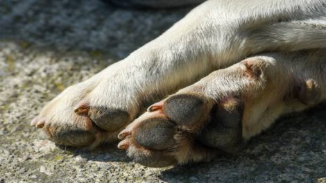 Aprehensión por biocidio de un Husky