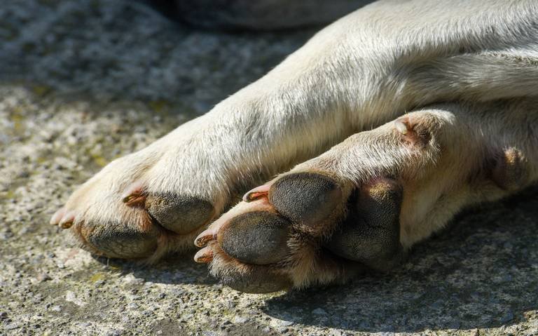 Aprehensión por biocidio de un Husky