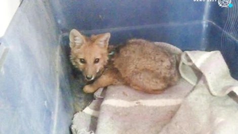 Zoológico Andino Municipal recibe animales en tránsito