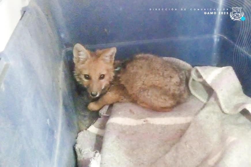 Zoológico Andino Municipal recibe animales en tránsito