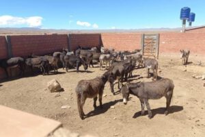 Matadero clandestino donde procesaban carne de burro