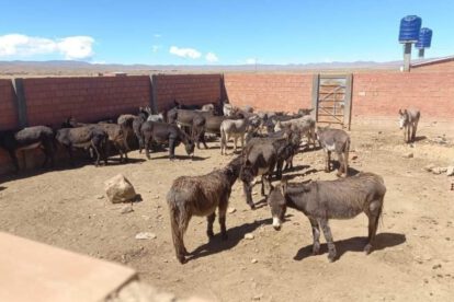 Matadero clandestino donde procesaban carne de burro