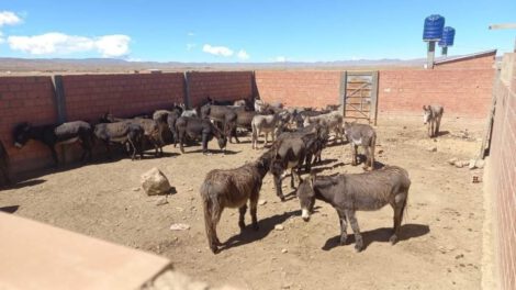 Matadero clandestino donde procesaban carne de burro