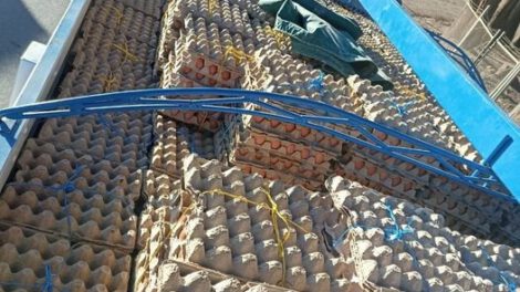 Contrabando de huevos incautados en la frontera con Perú